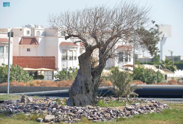 الشجرة تزرع كنماذج فردية في المسطحات الخضراء - واس