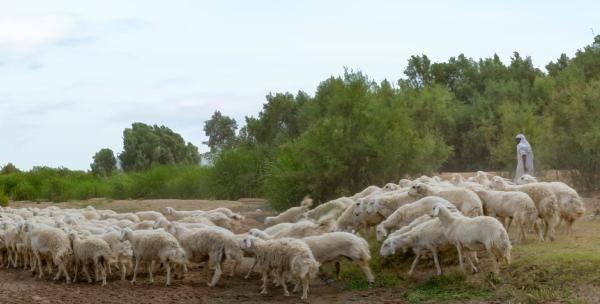 ضبط 42 مواطنا ومقيما ارتكبوا مخالفات رعي