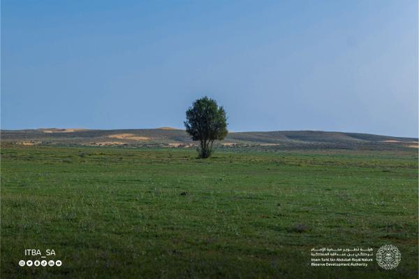 محمية الإمام تركي.. طبيعة خلابة ولوحات ساحرة