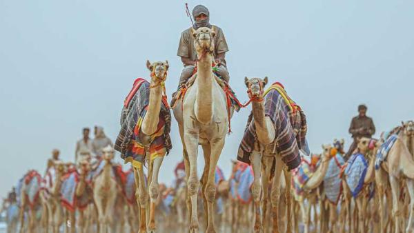 'كأس العُلا للهجن' تجربة مميزة يرتبط فيها الماضي بالحاضر