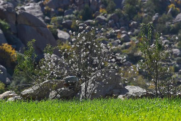 وفرة المحاصيل النوعية.. بشائر الربيع تنعش مزارع جنوب الطائف