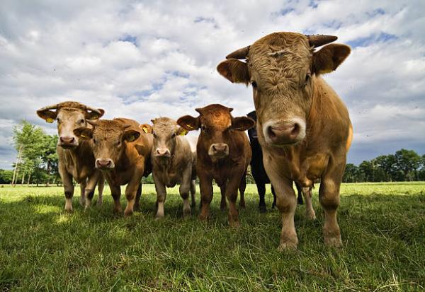 بسبب 'جنون البقر'.. اجتماع جديد بين الصين والبرازيل