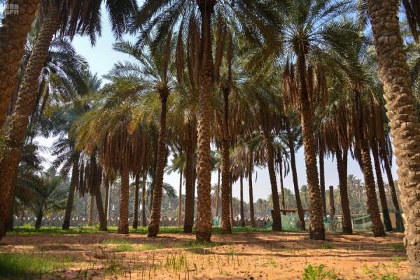 إقبال على الرحلات البرية في المنطقة - واس