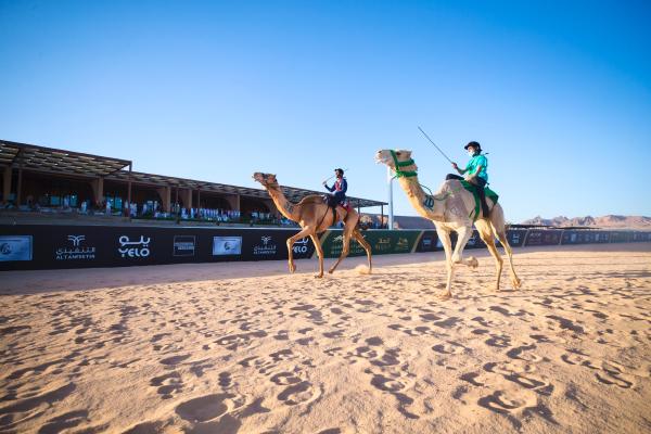 الكأس الذهبية لسباق العلا للهجن.. تحفة عالمية