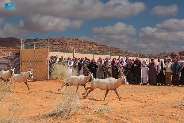 في محمية الملك سلمان.. إطلاق 65 من 'المها' و'غزال الريم'