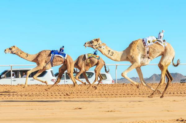 كأس العلا للهجن.. حدث مبهر