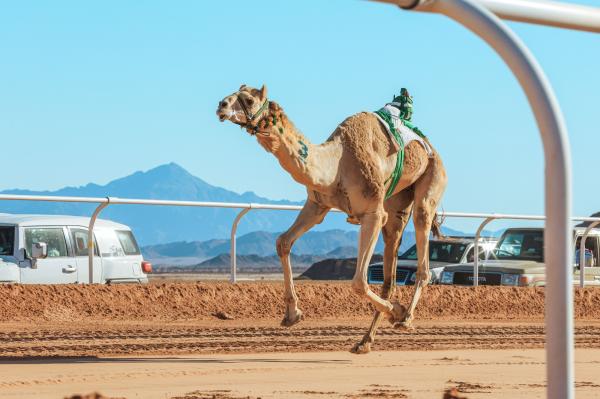 كأس العلا للهجن .. تنقل الموروث التاريخي للعالمية 