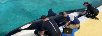 المياة جرفت مئات الدلافين النافقة على الساحل هذا الشتاء - موقع European Association for Aquatic Mammals