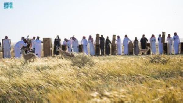 إطلاق 40 كائنًا فطريًّا تنوَّعَت بين غزال الريم والمها العربي - واس