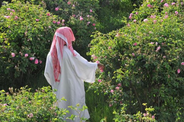 أجواء ربيعية تجذب الزوار شمالي الطائف
