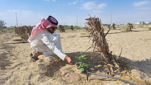 فيديو.. زراعة 15 نوعا من القمح لتحقيق الأمن الغذائي
