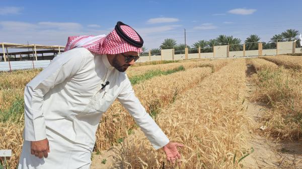 المهندس أحمد العامر - مدير المركز الارشادي للمزرعة المتكاملة للزراعة العضوية بالاحساء