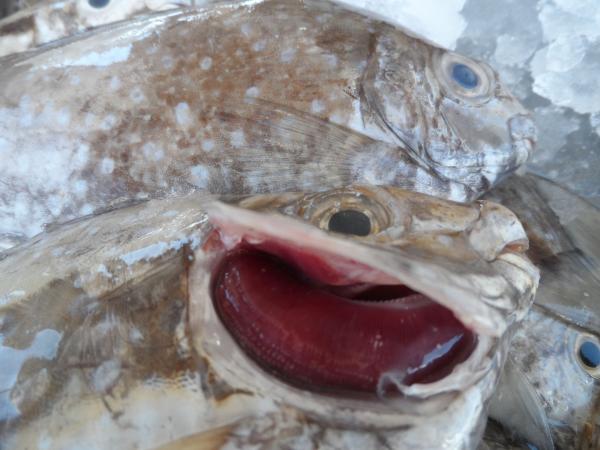 طازجة وخياشيم صافية 