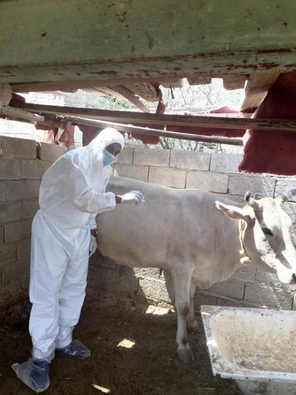 حملة لتطعيم المواشي ضد الحمى القلاعية بالعرضيات