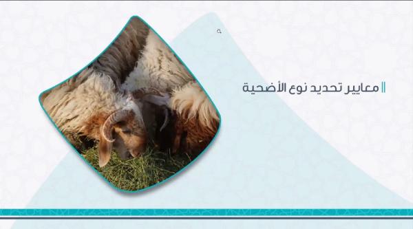 وزع البرنامج في العام الماضي ما يقارب 35.5 طن من اللحوم لـ 3544 أسرة مستفيدة