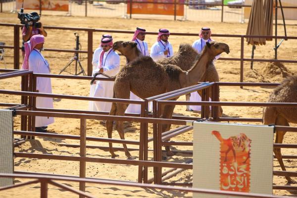 اليوم العالمي للإبل.. بُعد تاريخي وموروث ثقافي