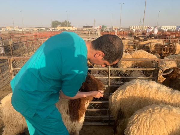 الحث على ذبح الأضحية في المسالخ المرخصة والخاضعة للرقابة البيطرية من أهم أهداف الحملة - اليوم