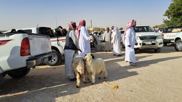 سوق المواشي في الأحساء يشهد إقبالًا كبيرًا من الأهالي- اليوم