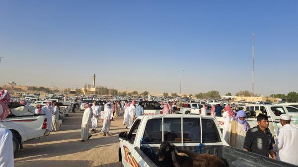 فيديو.. إقبال كبير على سوق المواشي بالأحساء
