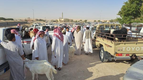 فيديو.. إقبال كبير على سوق المواشي بالأحساء