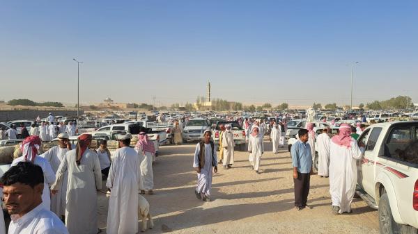 سوق المواشي في الأحساء يشهد إقبالًا كبيرًا من الأهالي- اليوم