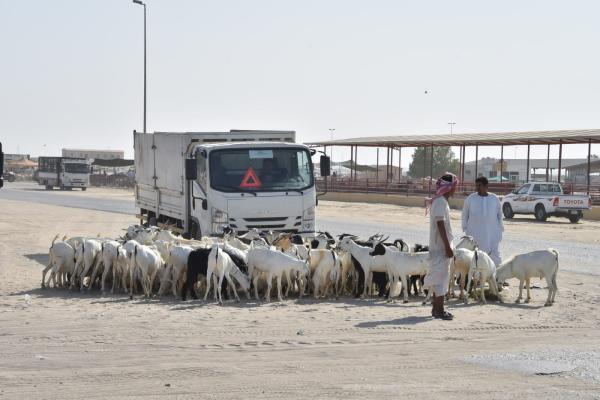 يجب النظر في مسألة دعم الاعلاف لكي يستطتيع المربي خفض سعر المواشي - اليوم 