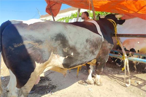 وزنه طن و500 كجم.. أكبر عجل في مصر