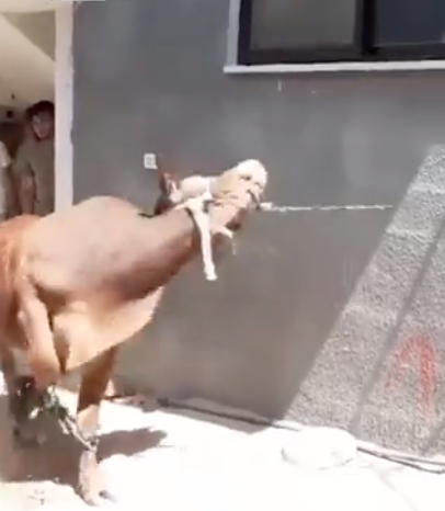 هروب الأضاحي.. مشاهد كل عيد أضحى