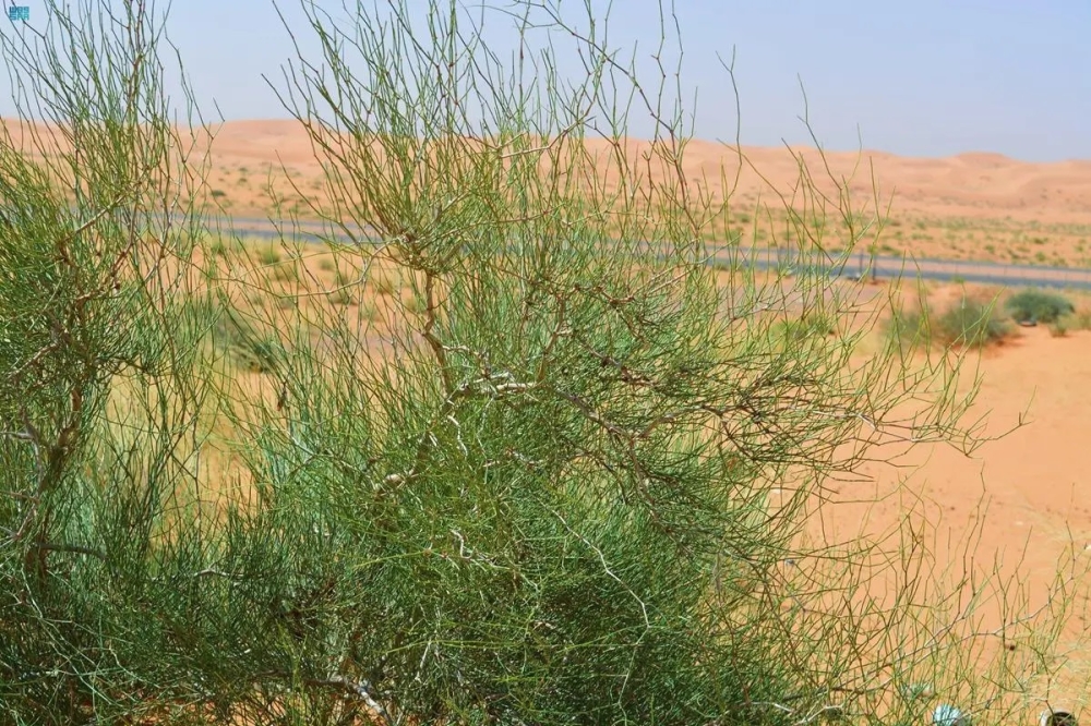 الأرطى من أهم ركائز الغطاء النباتي في صحراء الجزيرة العربية - واس