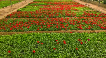 قامت الأمانة بزراعة الزهور الحولية المختلفة والاهتمام بتعشيب ونظافة الأحواض الزراعية - أمانة الطائف