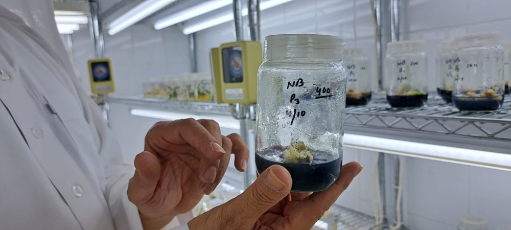 نجاح تجربة المركز لتنمية نسيج الكالس في النخيل في بيئة مالحة- اليوم