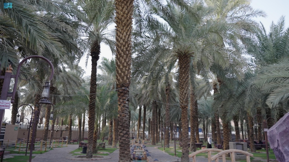 المزارع الريفية بالمدينة المنورة.. متنفس للزوار مع اعتدال الأجواء