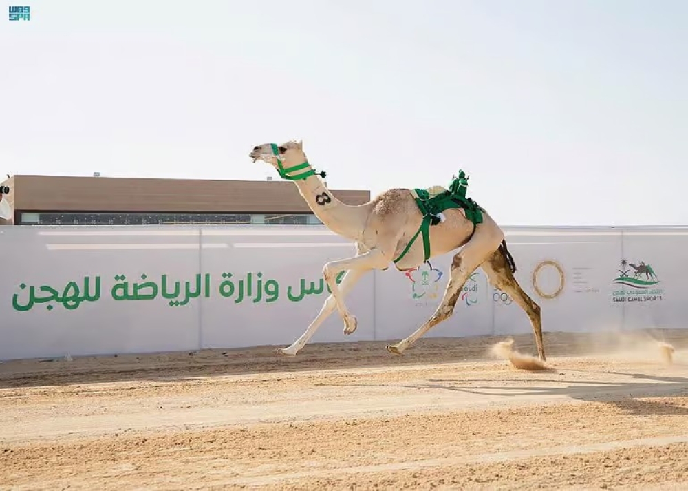 غداَ .. انطلاق كأس وزارة الرياضة للهجن 