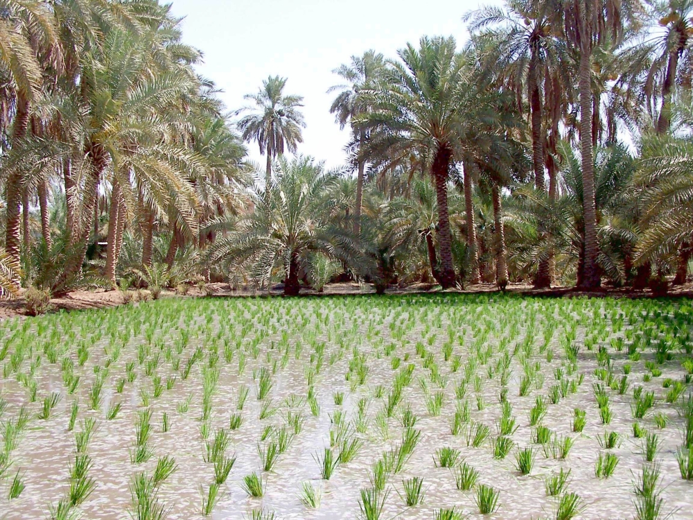 شتلات الأرز الحساوي