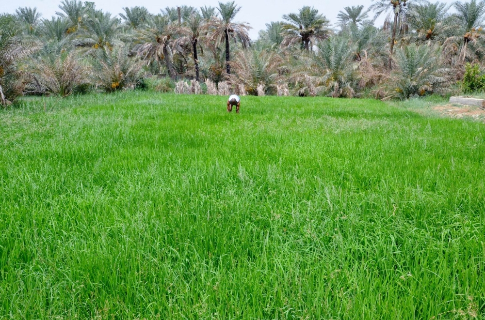 حقل الأرز الحساوي