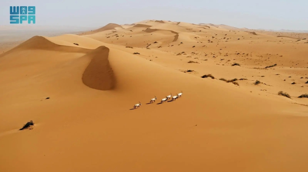 فيلم هورايزن يعرض ثراء وتنوع البيئة الطبيعية في المملكة - واس