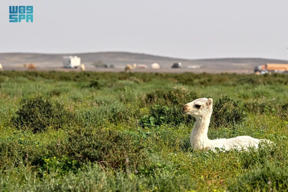 عقلة الصقور تتزين بألوان الطبيعة الخلابة - واس