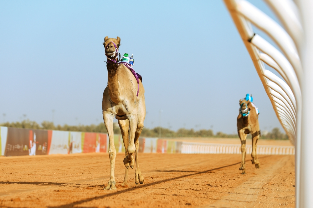 1.128 مليون ريال جوائز سباق الهجانة