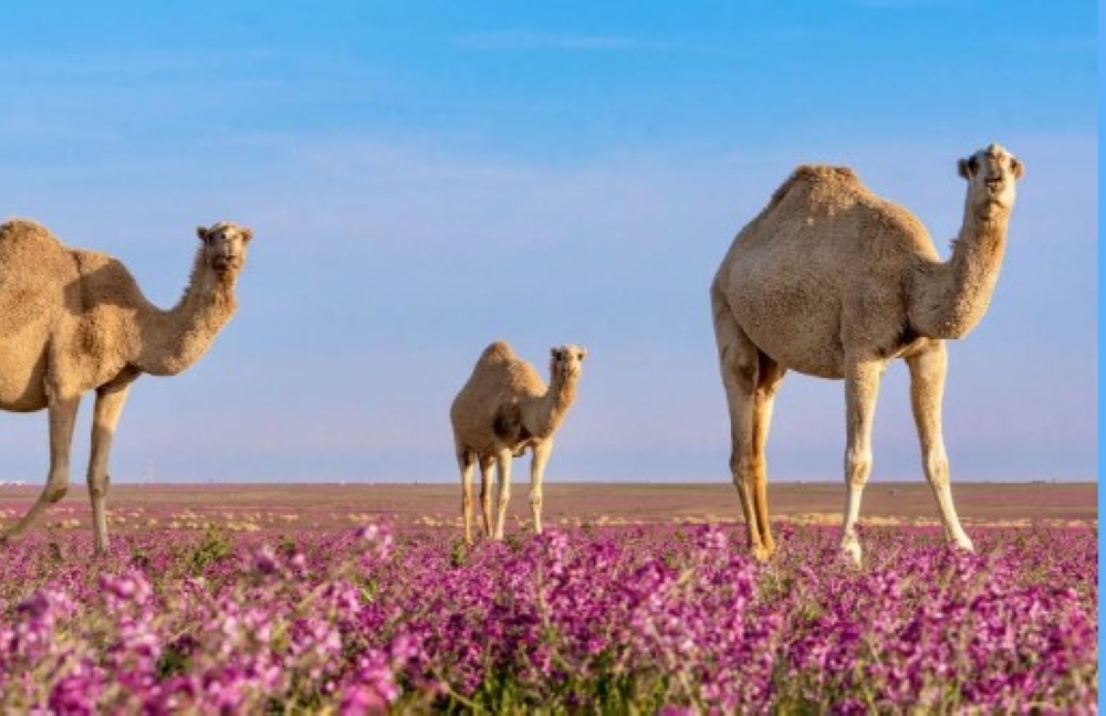 الإبل والخزامى ترسم لوحة جمالية بالصحاري الشمالية - واس