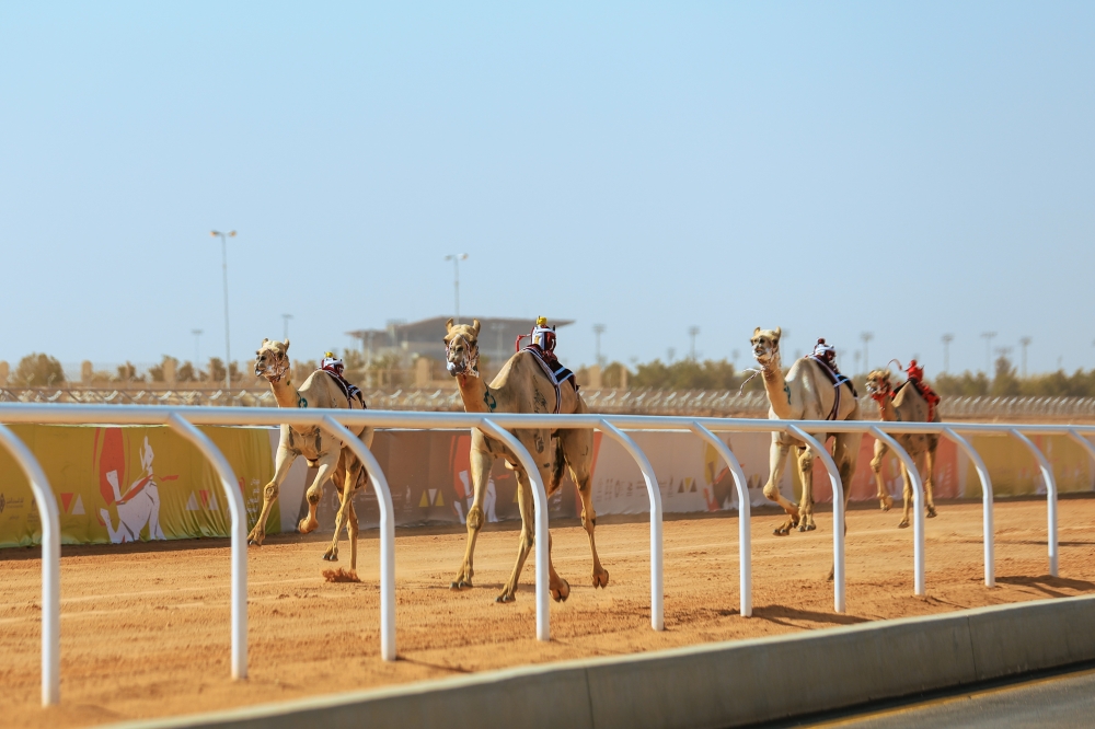 ملاك الهجن الإماراتيين في الصدارة 