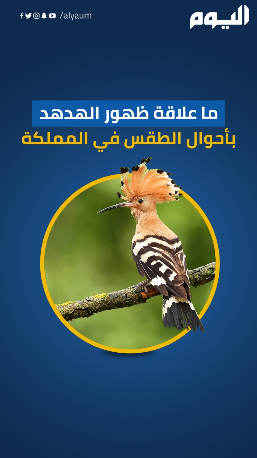 ما علاقة ظهور الهدهد بأحوال الطقس في المملكة