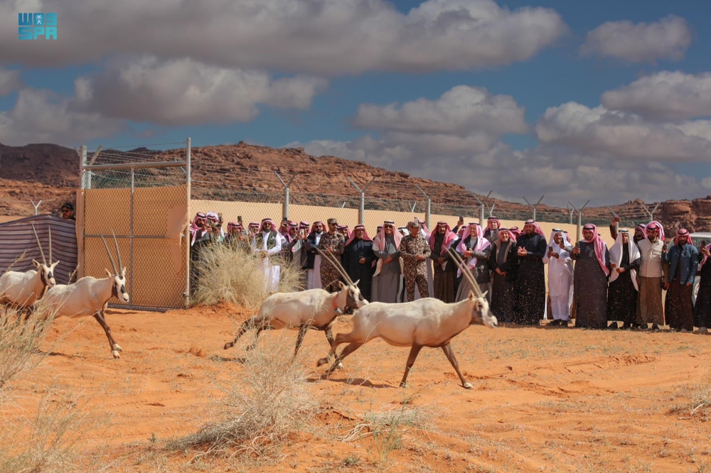 إطلاق الغزلان بالتعاون مع المركز الوطني لتنمية الحياة الفطرية (واس)