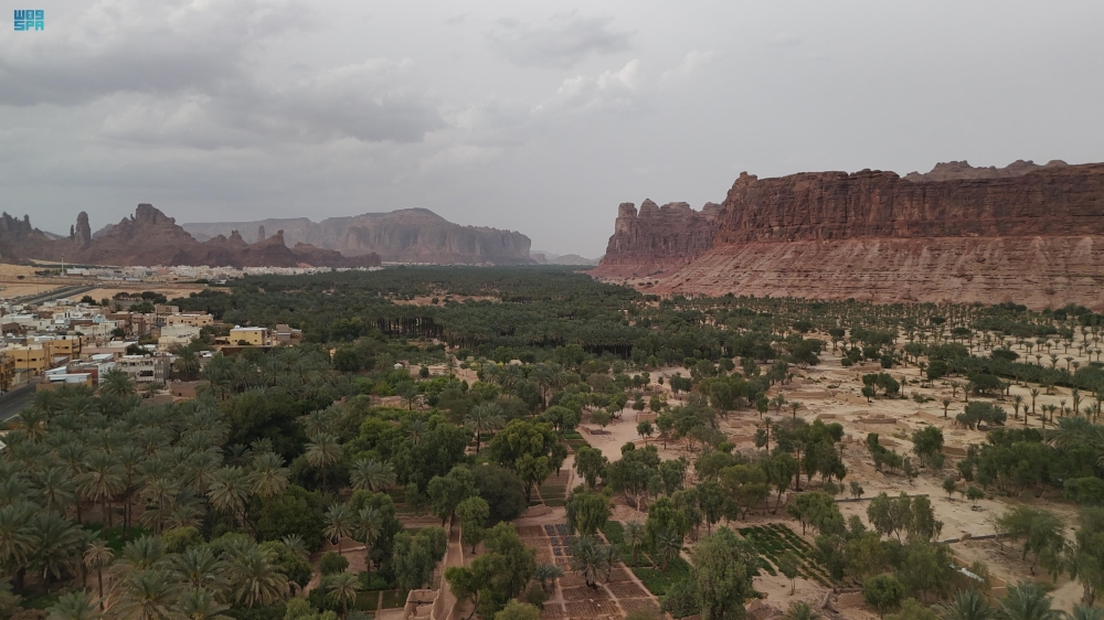 نخيل العلا - واس