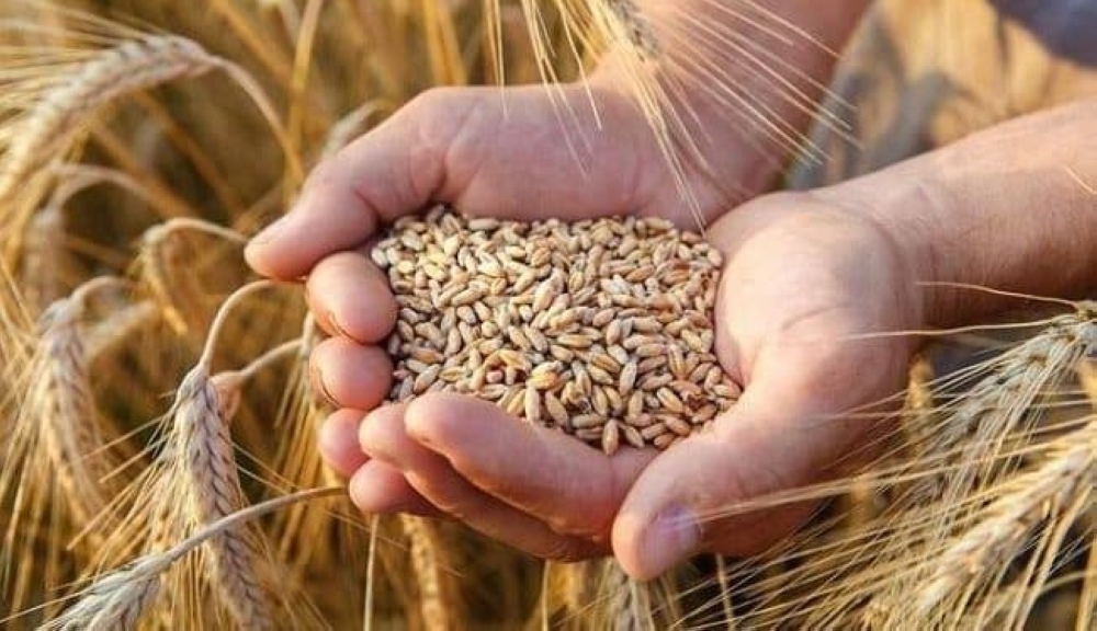 "البيئة": برنامجٌ لتحسين إنتاجية القمح والشعير