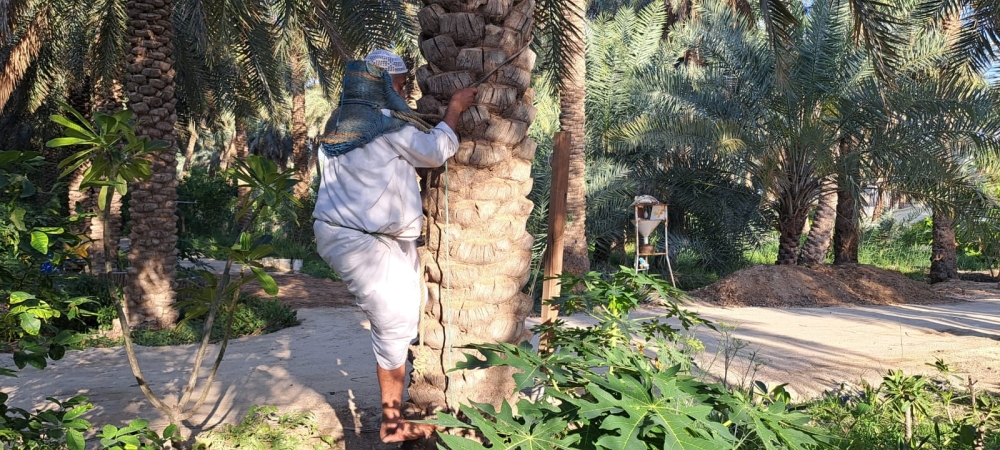 مختصون: التقلبات الجوية تهدد بإتلاف 