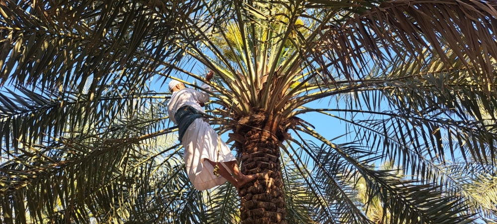 بعد مرحلة تلقيح النخيل يمر الرطب بأربعة مراحل