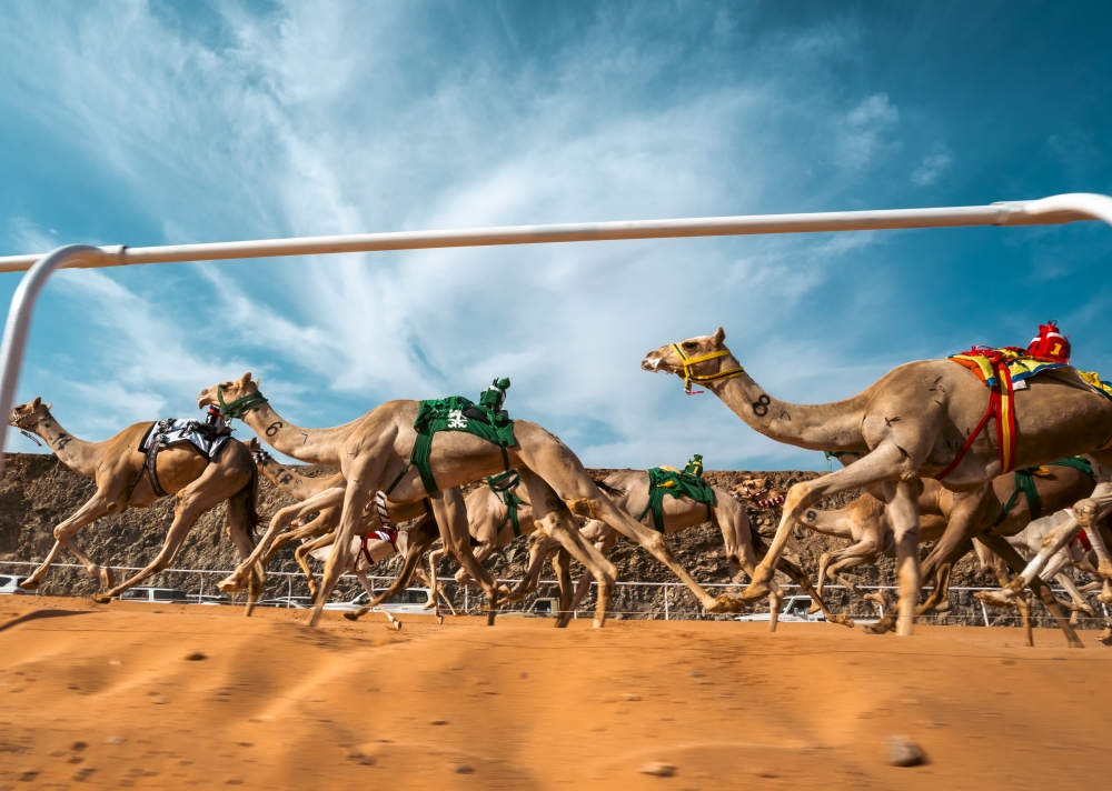 السعودية 'العلا' .. تفتتح أشواط كاس العلا للهجن