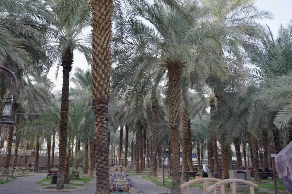 مزرعة الفُل تدعم فكرة المزارع الريفية لدى زوار مهرجان المانجو بصبيا - واس