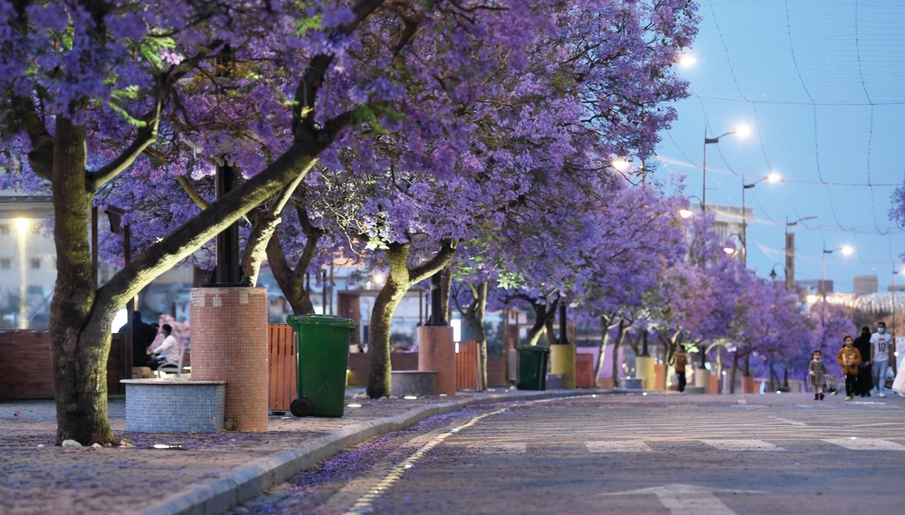 المطر و'الجاكرندا'.. لوحات البنفسج تغتسل بخيرات الربيع