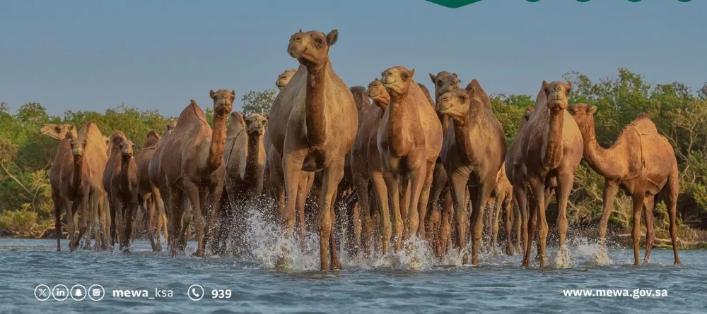 رابط الخدمة.. 'البيئة' تحث أصحاب الإبل على ترقيمها قبل انتهاء المهلة